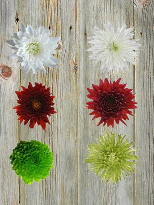 CHRISTMAS PACK CHRSANTHEMUM ASSORTED COLOR COMBO BOX